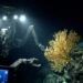 Robô submarino iluminando um coral amarelo de um metro de altura fixado em rocha vulcânica no fundo escuro do oceano Pacífico