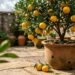 Tangerineira em vaso e o simbolismo de prosperidade