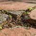 Nasceram pequenos tufos de mato crescendo diretamente nas frestas do piso do quintal ou da calçada? O rejunte desmanchou e virou terra