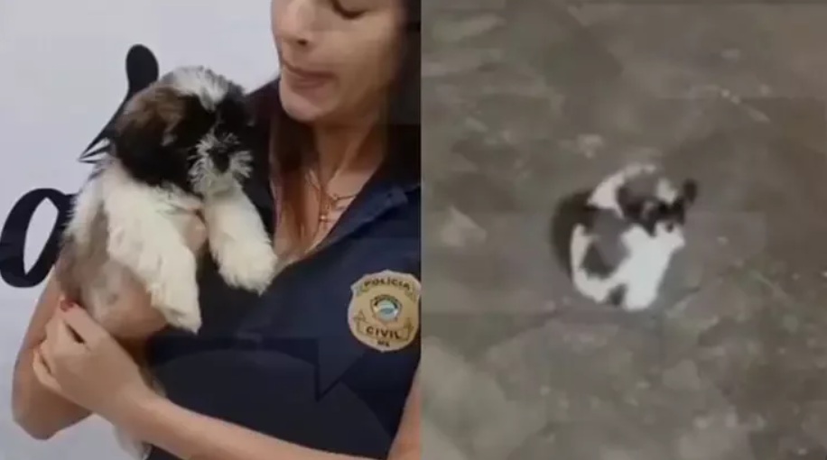 Influencer grava e posta vídeo chutando cachorro e autoridades reagem