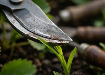Podar as plantas com uma tesoura que perdeu o fio parece inofensivo, mas o corte mastigado abre feridas profundas que atraem fungos e doenças