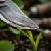 Podar as plantas com uma tesoura que perdeu o fio parece inofensivo, mas o corte mastigado abre feridas profundas que atraem fungos e doenças