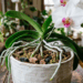Suas orquídeas pararam de dar flores e parecem estagnadas? O substrato dentro do vaso virou uma terra ácida que está sufocando as raízes