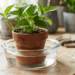 A terra do vaso virou uma pedra seca e a água escorre pelos lados sem molhar? Este truque simples de imersão revive qualquer planta desidratada