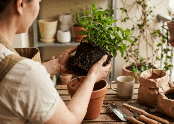 Trocar uma planta pequena direto para um vaso enorme parece dar mais espaço, mas pode deixar as raízes molhadas por tempo demais
