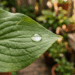 Molhar as plantas no horário de sol forte do meio-dia parece refrescante, mas as gotículas funcionam como lupas que queimam as folhas