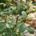 Podar as roseiras cortando o galho de qualquer jeito abre as portas para apodrecimentos internos: o segredo do corte em diagonal que protege a planta