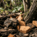 Colocar a casca de pinus encostada direto no caule da planta para enfeitar o vaso pode apodrecer a base e atrair doenças