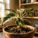 Levou a planta de interior para tomar um solzinho lá fora e as folhas ficaram brancas? O choque de radiação queimou o tecido vegetal