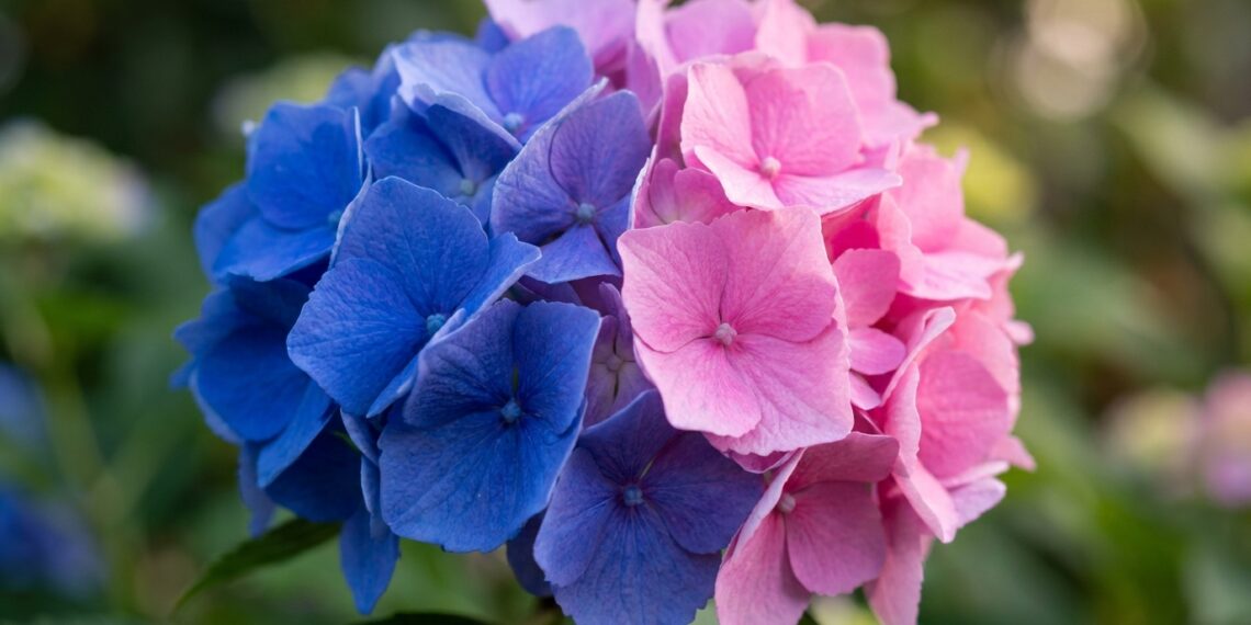 As hortênsias do seu jardim estão a produzir flores cor-de-rosa, mas você queria flores azuis? A acidez da terra dita a cor das pétalas