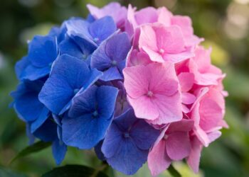 As hortênsias do seu jardim estão a produzir flores cor-de-rosa, mas você queria flores azuis? A acidez da terra dita a cor das pétalas