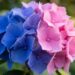 As hortênsias do seu jardim estão a produzir flores cor-de-rosa, mas você queria flores azuis? A acidez da terra dita a cor das pétalas