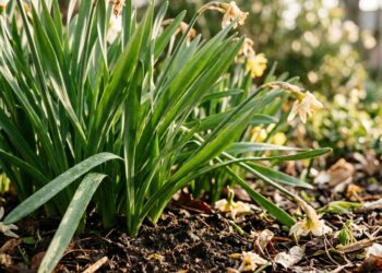 As tulipas ou narcisos deram folhas longas, mas nem sinal de flores este ano? Os bolbos não armazenaram energia suficiente no ano passado