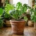 A planta no vaso de cerâmica murcha muito rápido? O truque do mergulho na água evita que a terra fique seca