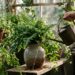 Regar plantas ornamentais apenas com água mineral refinada parece um cuidado extra, mas pode privar o vegetal de minerais cruciais para o seu desenvolvimento