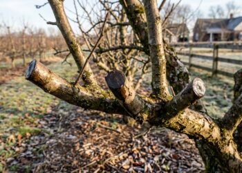 Cortar os galhos grossos da fruteira no período de frio intenso faz a planta sofrer com a geada e perder a capacidade de emitir brotos na primavera