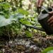 O erro fatal ao regar suas plantas ao meio-dia que cozinha as raízes no vaso