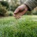 A relva do jardim está a ficar com manchas amarelas circulares e bordas acinzentadas? O ataque do fungo Rhizoctonia (mancha-de-dólar) ​