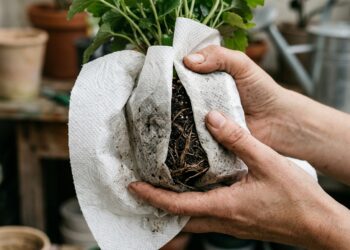 A técnica de salvamento mais eficiente sobre como salvar plantas afogadas usando o papel-toalha