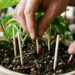 O truque do palito de fósforo enterrado no vaso que faz pimenteiras darem mais frutos