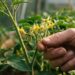 Os tomateiros têm flores lindas, mas não produzem um único tomate na varanda? A falta de vento impede a polinização mecânica