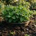 Plantou hortelã no canteiro e ela sufocou todas as outras plantas? O método do vaso enterrado contém a invasão invisível