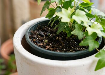 Os vasos de plástico preto no pátio estão a definhar ao sol do meio-dia? O sobreaquecimento do substrato está a cozer a planta