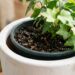Os vasos de plástico preto no pátio estão a definhar ao sol do meio-dia? O sobreaquecimento do substrato está a cozer a planta