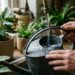 Por que as folhas das suas plantas estão ficando com as pontas secas e queimadas