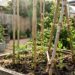 Usar bambu comum como tutor para amarrar plantas altas pode apodrecer na terra úmida e atrair pragas indesejadas para o sistema radicular