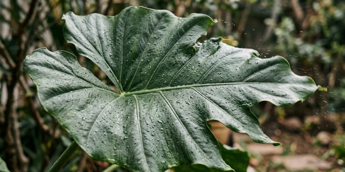 As folhas do seu abacateiro ou mangueira estão a secar e a cair no auge do verão? A desidratação foliar por ventos quentes e secos