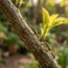 Formigas subindo e descendo da sua planta sem parar? Elas não estão comendo as folhas, estão cultivando uma praga muito pior
