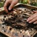 O erro comum ao jogar borra de café molhada direto na terra que cria fungos brancos