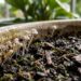 Apareceram pequenos cogumelos silvestres a nascer do meio da terra do seu vaso de interior? O excesso de matéria orgânica em decomposição