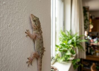 O que a presença constante de lagartixas revela sobre a casa