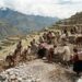 Reconstrução ilustrativa de trabalhadores incas preparando um terraço de pedra em uma encosta andina.