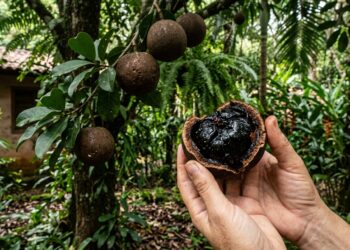 Fruto de casca grossa aberto revela polpa preta brilhante em árvore cultivada à sombra.
