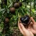Fruto de casca grossa aberto revela polpa preta brilhante em árvore cultivada à sombra.