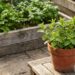 Hortelã verde e viçosa cultivada em vaso ao lado de outros temperos no jardim.