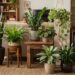 Plantas ornamentais de sombra, como zamioculca, jiboia, lírio-da-paz e maranta, decorando um canto de sala com luz indireta.