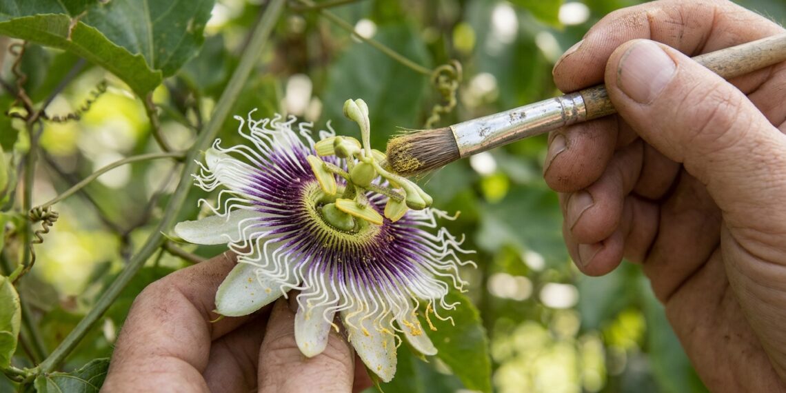 O seu pé de maracujá floresce abundantemente, mas as flores caem sem formar nenhum fruto? A ausência de polinizadores naturais na cidade