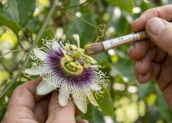 O seu pé de maracujá floresce abundantemente, mas as flores caem sem formar nenhum fruto? A ausência de polinizadores naturais na cidade