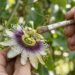 O seu pé de maracujá floresce abundantemente, mas as flores caem sem formar nenhum fruto? A ausência de polinizadores naturais na cidade