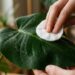 As suas plantas de interior ganharam uma crosta branca nas folhas após a rega? O calcário da água dura está a tapar os estomas