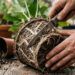 4 sinais de que a planta está sendo estrangulada pelo próprio vaso (e como salvar)