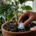O erro fatal de regar orquídeas com pedras de gelo que mata as raízes congeladas