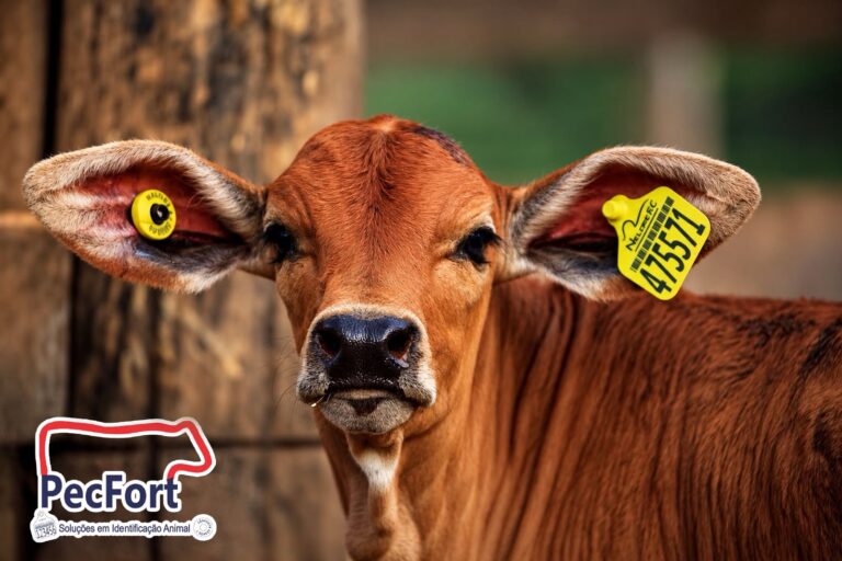 Do brete ao celular: PecFort aposta em tecnologia que automatiza a identificação animal e transforma o manejo no campo.
