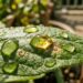 O erro ao aplicar óleo de neem de dia que frita as folhas das plantas sob o sol