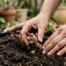 Plantou peónias caríssimas há dois anos e ainda não viu um único botão na primavera? Os olhos da raiz estão termicamente isolados