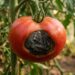 Os pimentos e tomates ganham uma mancha negra e mole na base antes de amadurecerem? A rega irregular bloqueou o cálcio